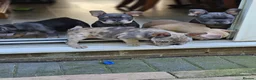 French Bulldog dogs for sale: 🐾French Bulldog Puppies for sale🐾 - Advert 3