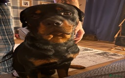 Mixed Breed dogs for sale: Rottweiler x Staffordshire bull terrier puppies - Image 11