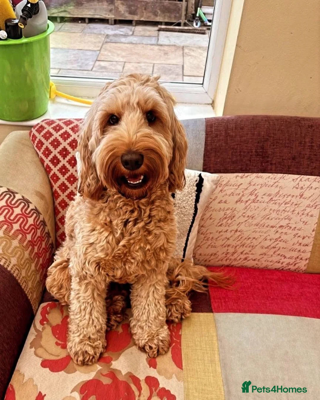 Cockapoo dogs for sale: Beautiful Apricot F1B Cockapoo Puppies  - Advert 13