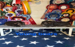 Guinea Pig rodents for sale: Guinea Pig Pairs Boars and Sows - Advert 3