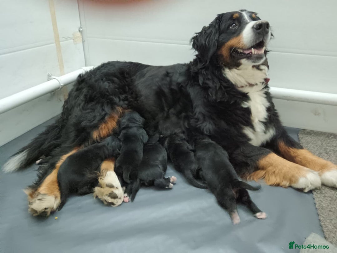 Mixed Breed dogs for sale:  berneses moutain dog x golden retriever - Advert 1
