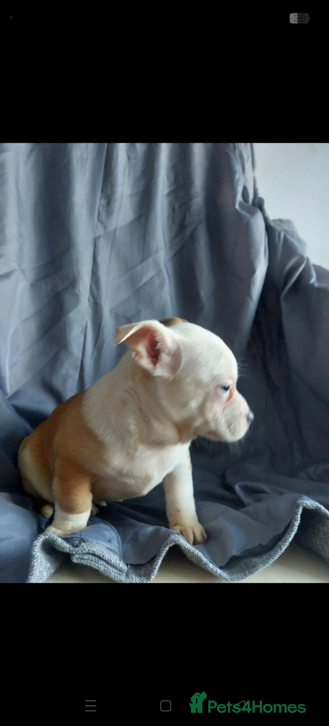 Mixed Breed dogs for sale: Microbully cross chihuahua  - Advert 1