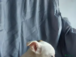 Mixed Breed dogs Microbully cross chihuahua - Advert 14