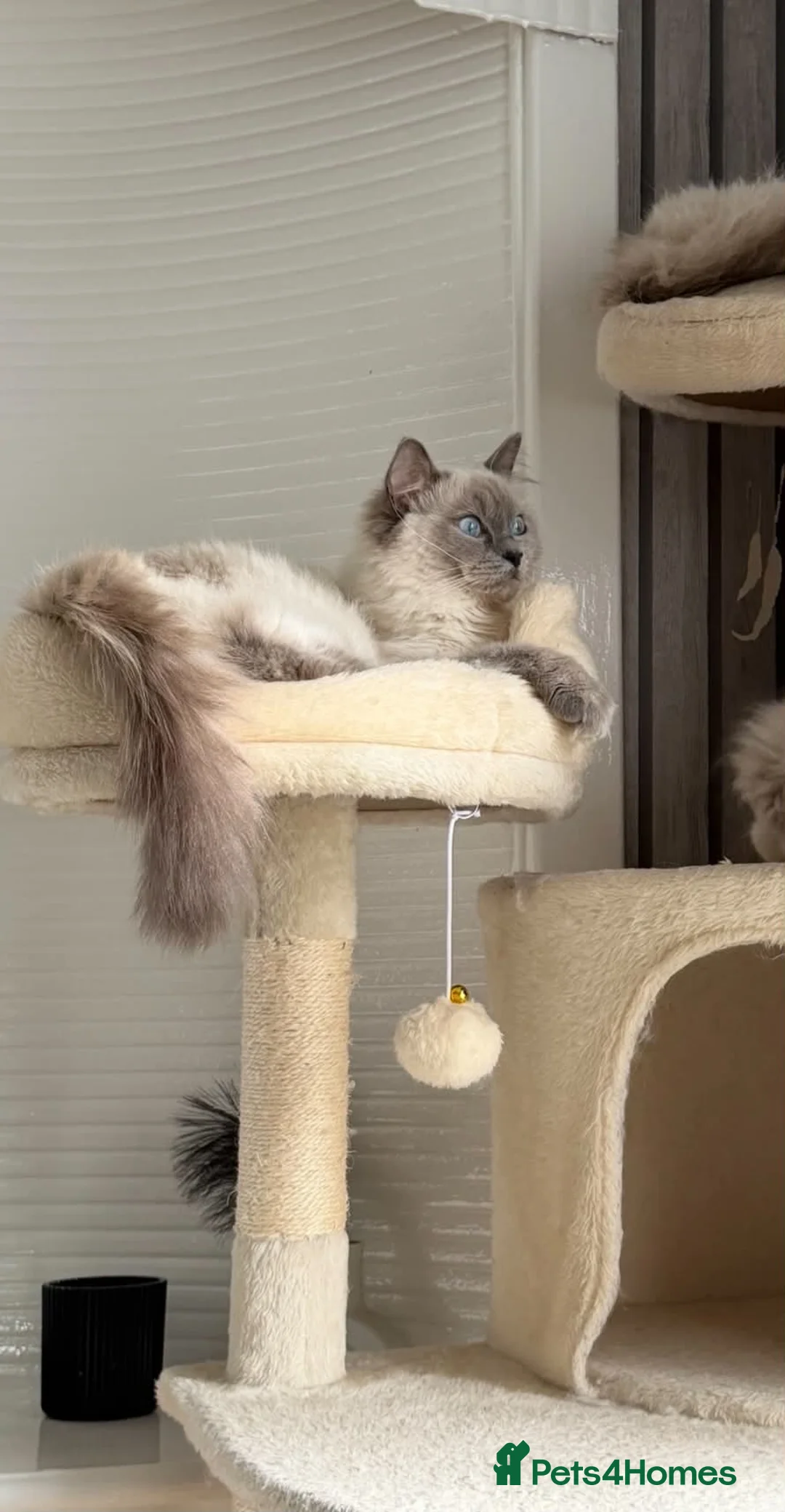 Ragdoll cats for sale: Ragdolls in Leven - Advert 5