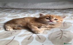 Siberian cats for sale: Stunning Siberian Kittens! - Image 5