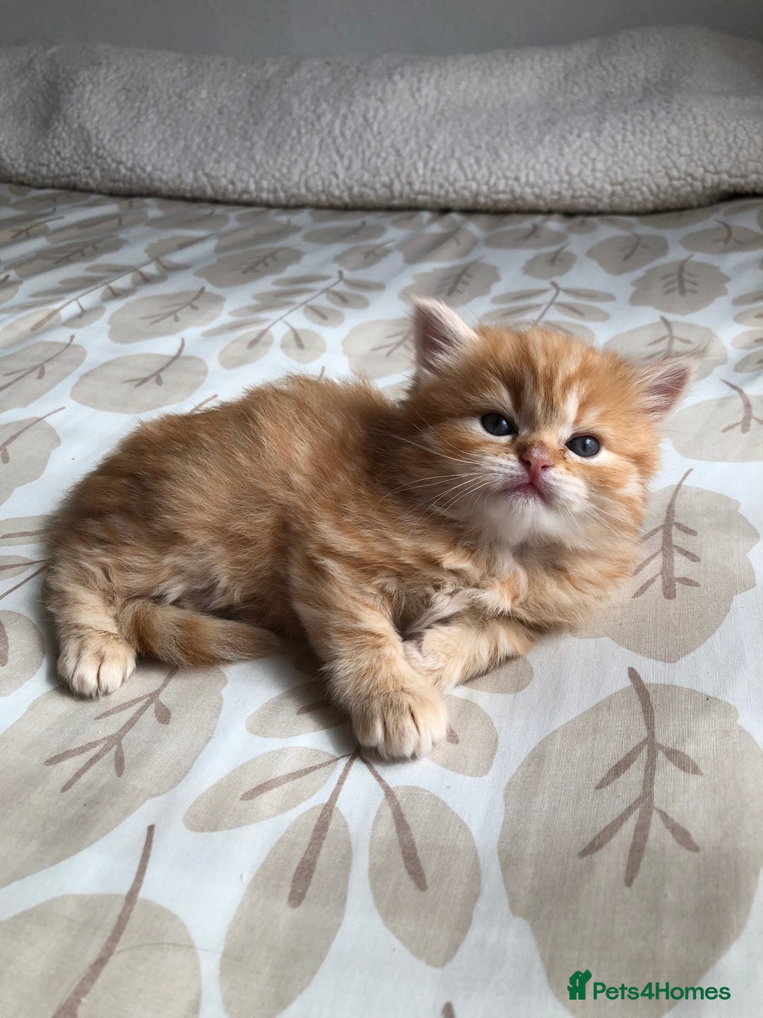 Siberian cats for sale: Stunning Siberian Kittens! - Image 5