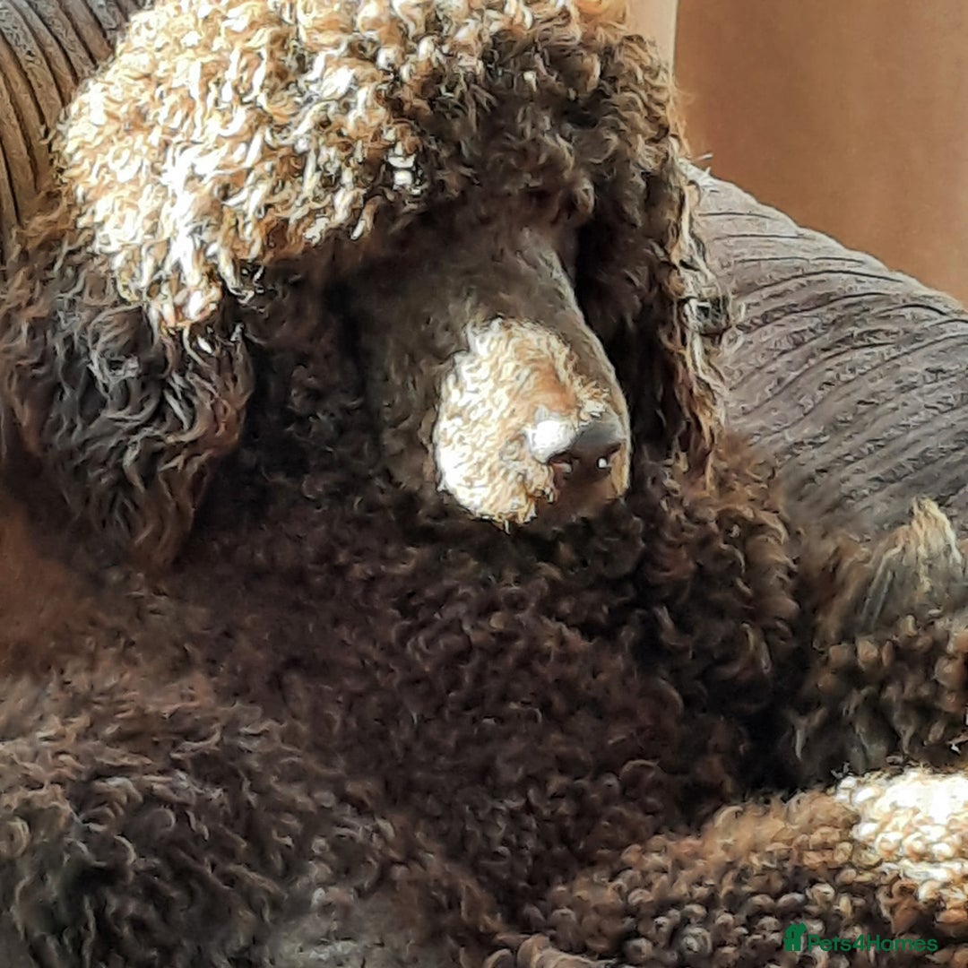 Labradoodle dogs for sale: F4b Standard Labradoodles (Fully Health Tested) - Image 2