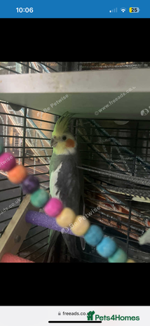 Cockatiels birds in Wigan - Advert 17