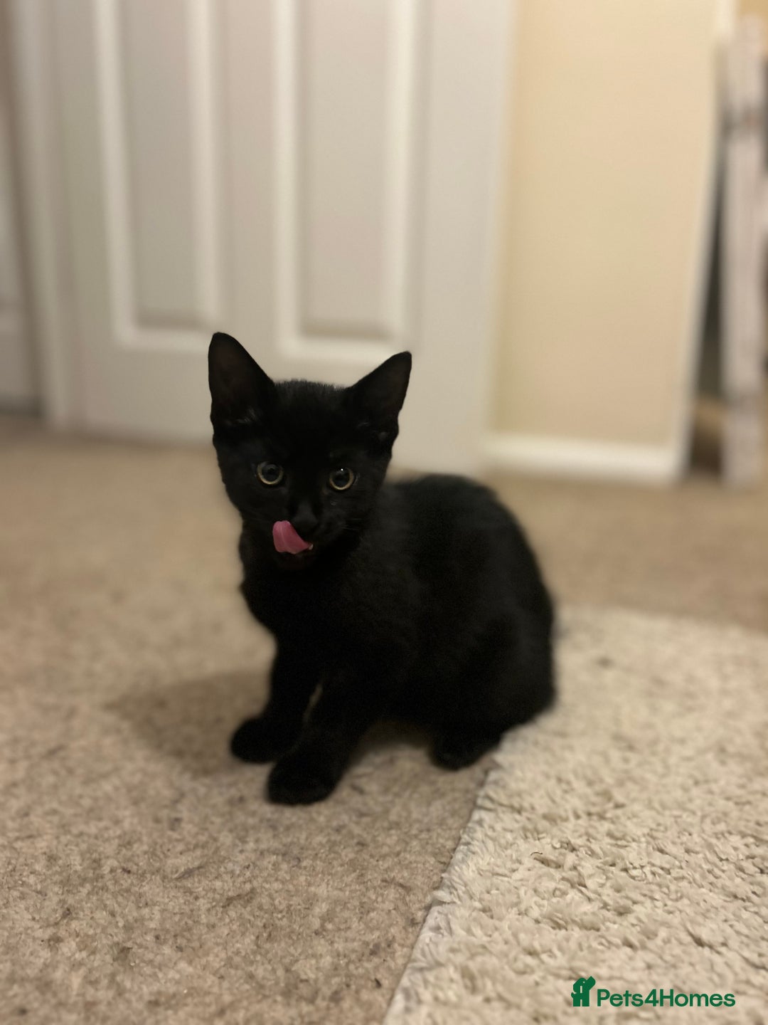 Mixed Breed cats for sale: 2 kittens for sale - Image 2