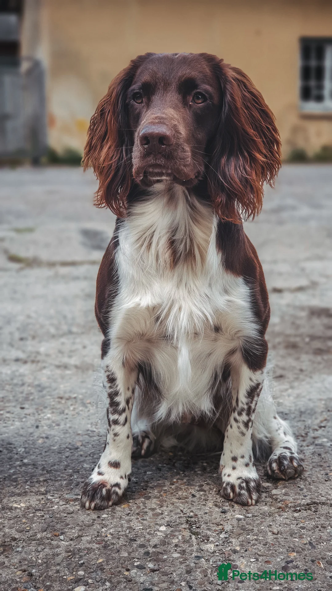 English Springer Spaniel dogs for stud: English Springer Spaniel Stud in Derby - Advert 21