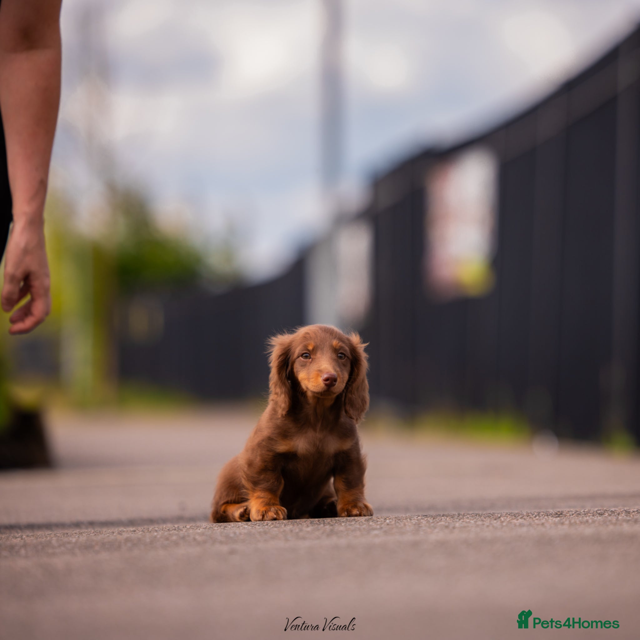 Miniature Dachshund dogs Long Haired Miniature Dachshund-Isabella&Chocolate - Advert 2