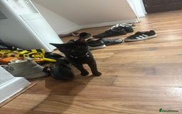 Mixed Breed cats for sale: Black kitten - Advert 4