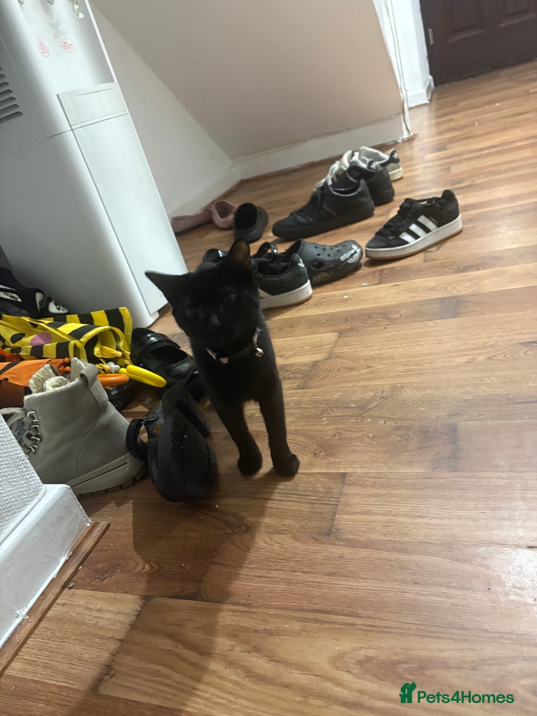 Mixed Breed cats for sale: Black kitten - Advert 4