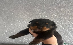 Rottweiler dogs for sale: 6 Rottweiler puppy’s  - Advert 3