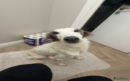 Saluki dogs for sale: Saluki pups - Image 3