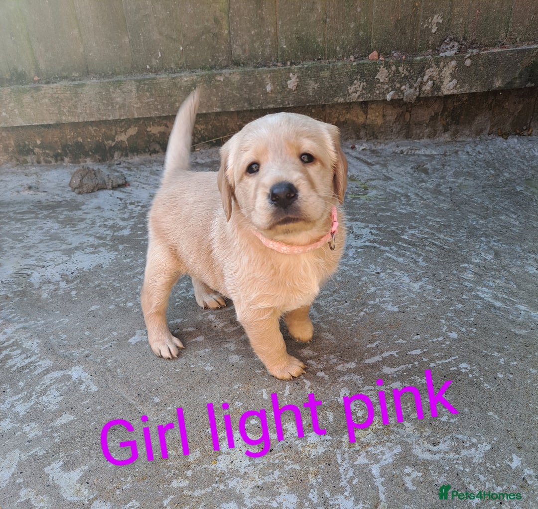 Labradoodle dogs for sale: Labradoodle puppies  - Image 17