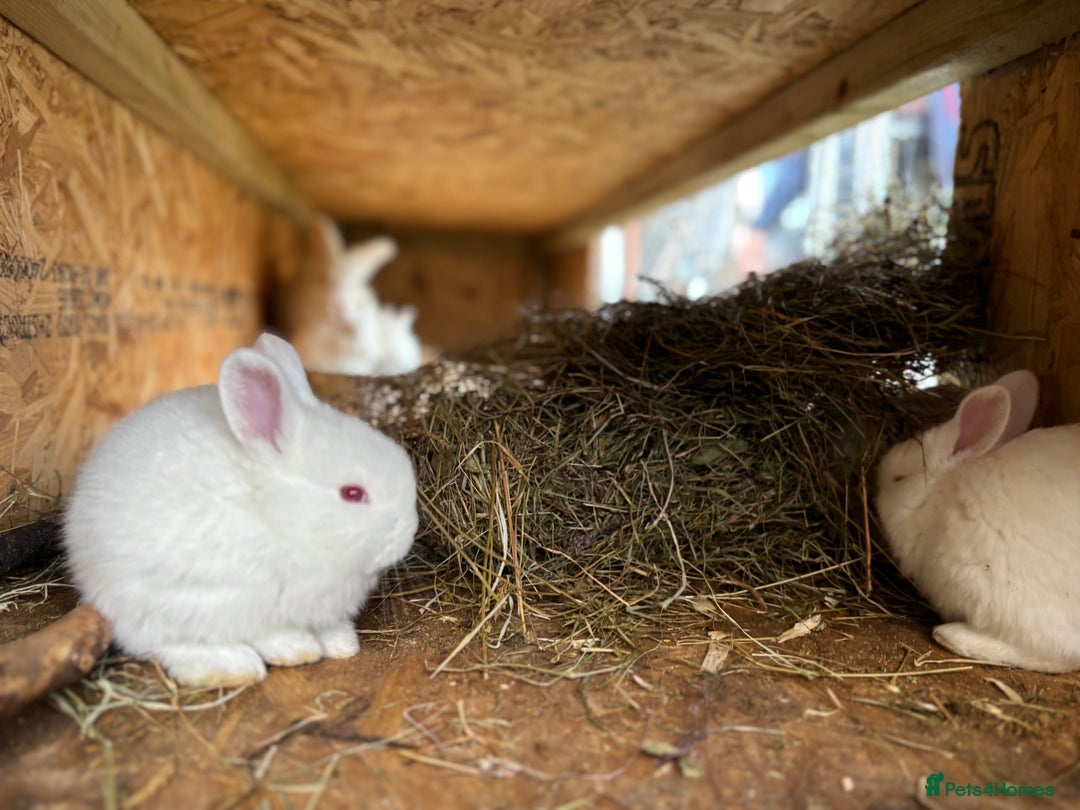 New Zealand rabbits for sale: Rabbits White New Zealand for Sale in Mountain Ash - Advert 7