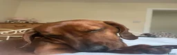 Dachshund dogs for sale: 4-year-old male dachshund seeking experienced home in Blackburn - Advert 2