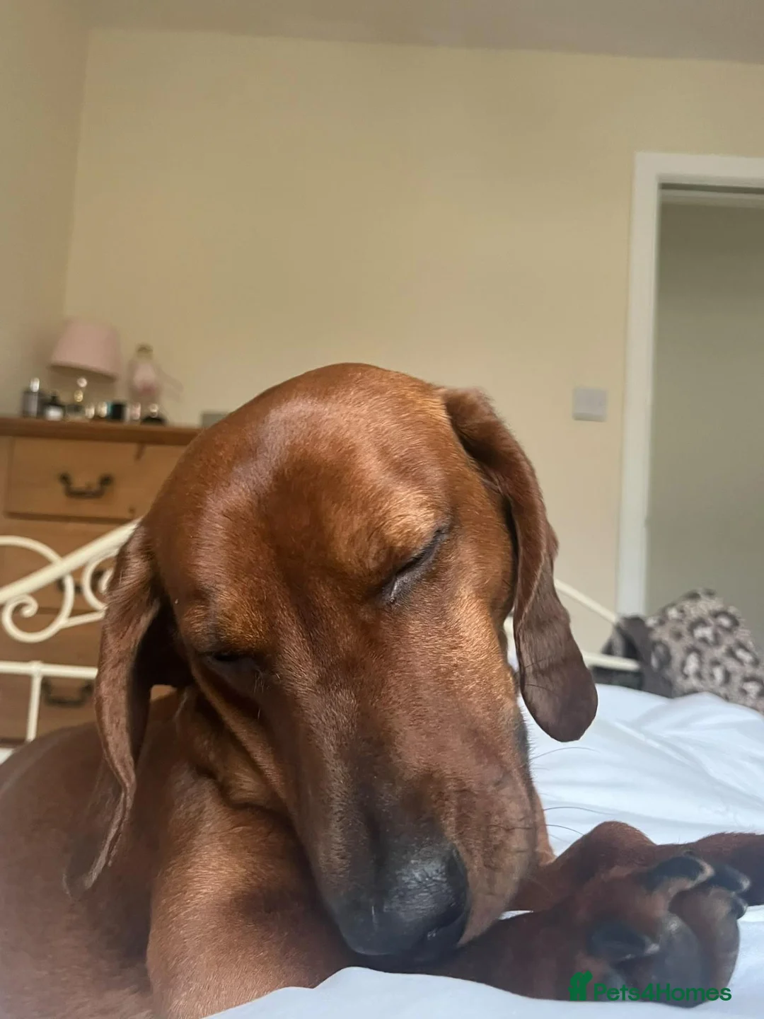 Dachshund dogs for sale: 4-year-old male dachshund seeking experienced home in Blackburn - Advert 2