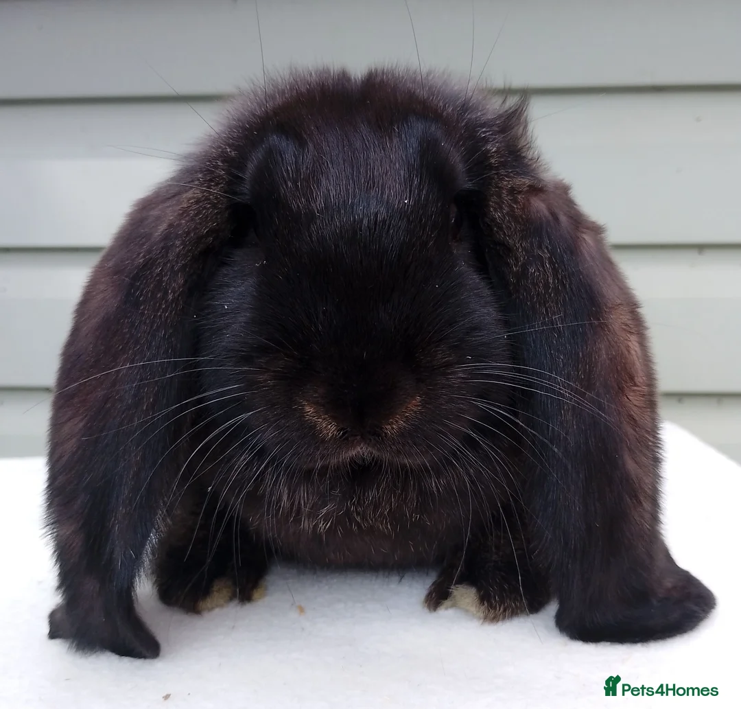 French Lop rabbits for sale: Baby French Lop - ready now  - Advert 2