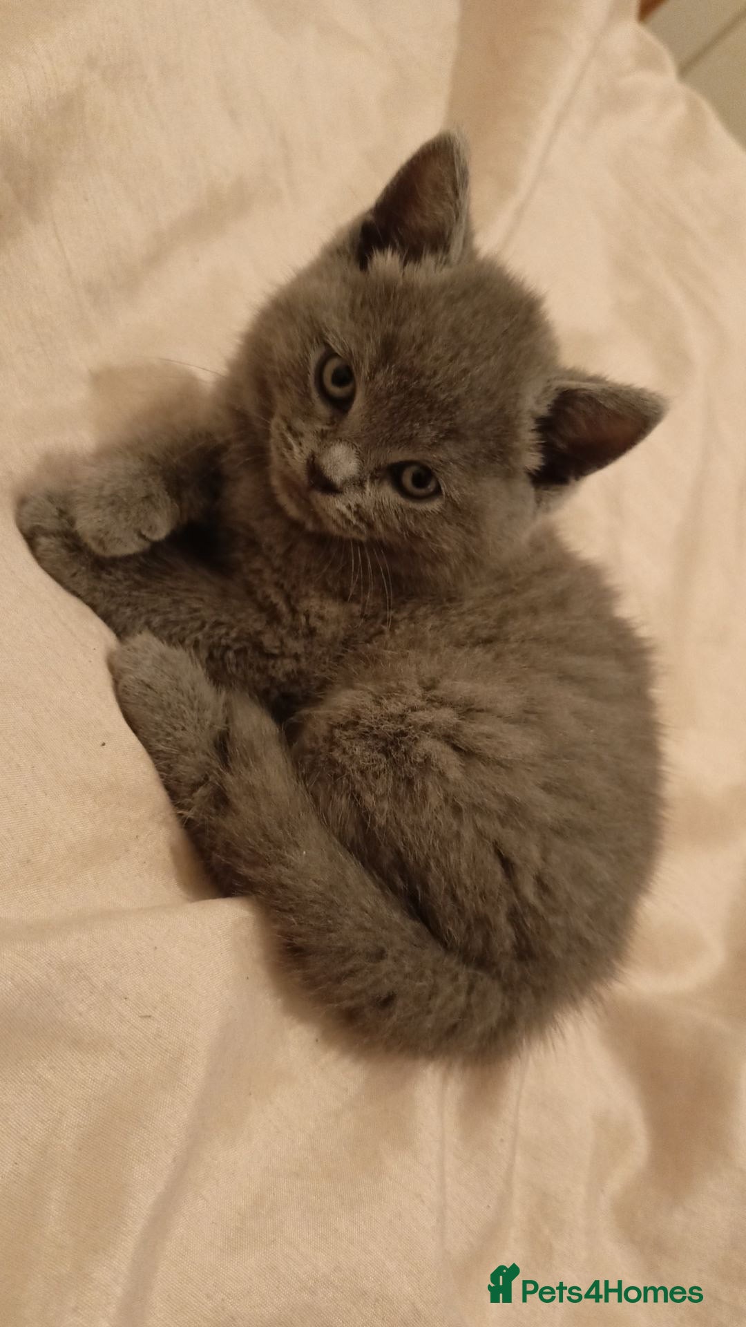 British Shorthair cats for sale: 4 beautiful British Shorthair kittens for sale - Image 11