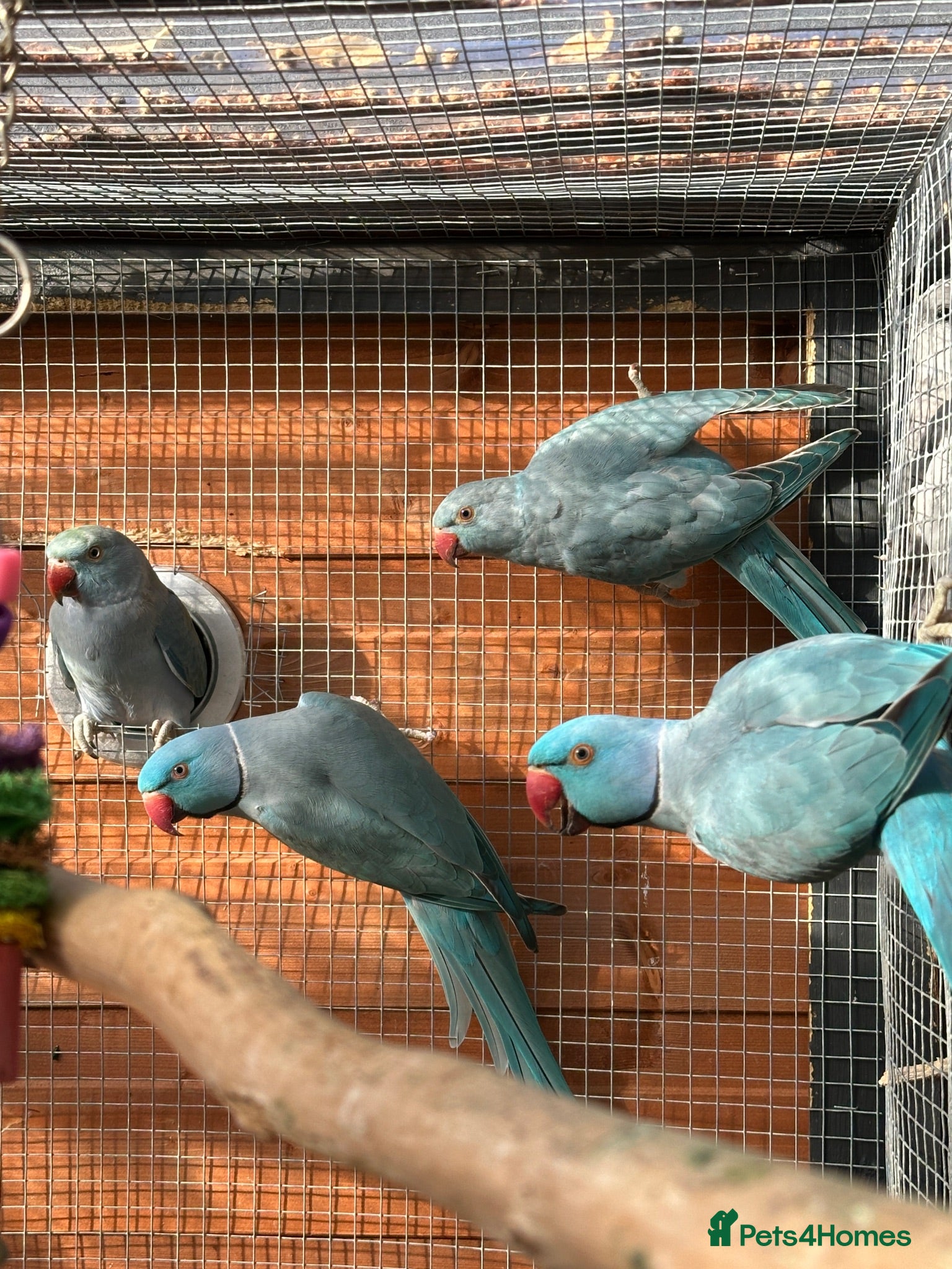Ringnecks birds Blue Indian Ringnecks for sale - Advert 1