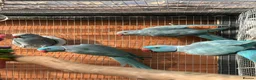 Ringnecks birds for sale: Blue Indian Ringnecks for sale - Advert 1