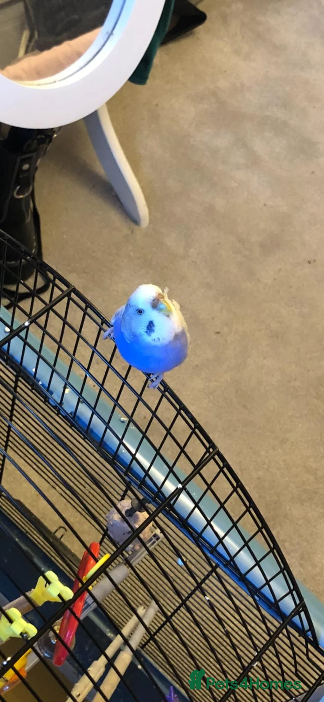 Budgerigars birds for sale: Two Bonded Male Budgies For Sale  in Glasgow - Advert 1