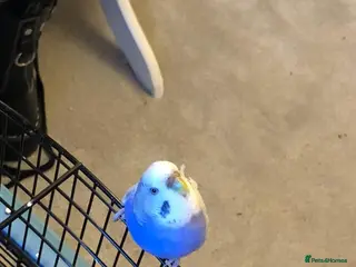 Budgerigars birds Two Bonded Male Budgies For Sale - Advert 4