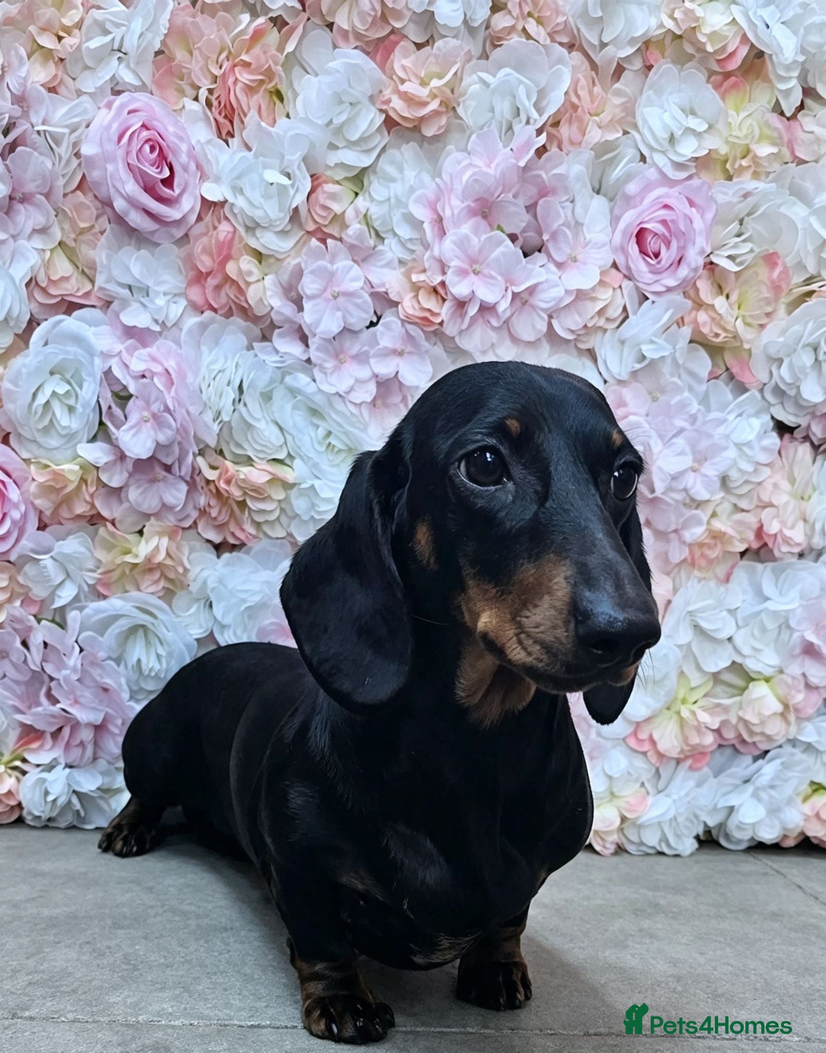 Dachshund dogs 10 month old Standard smooth black & tan female - Advert 22