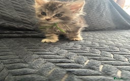 Maine Coon cats for sale: Pedigree MaineCoon Kittens - Image 35