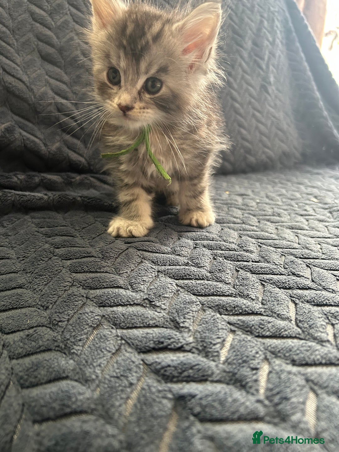 Maine Coon cats for sale: Pedigree MaineCoon Kittens - Image 35