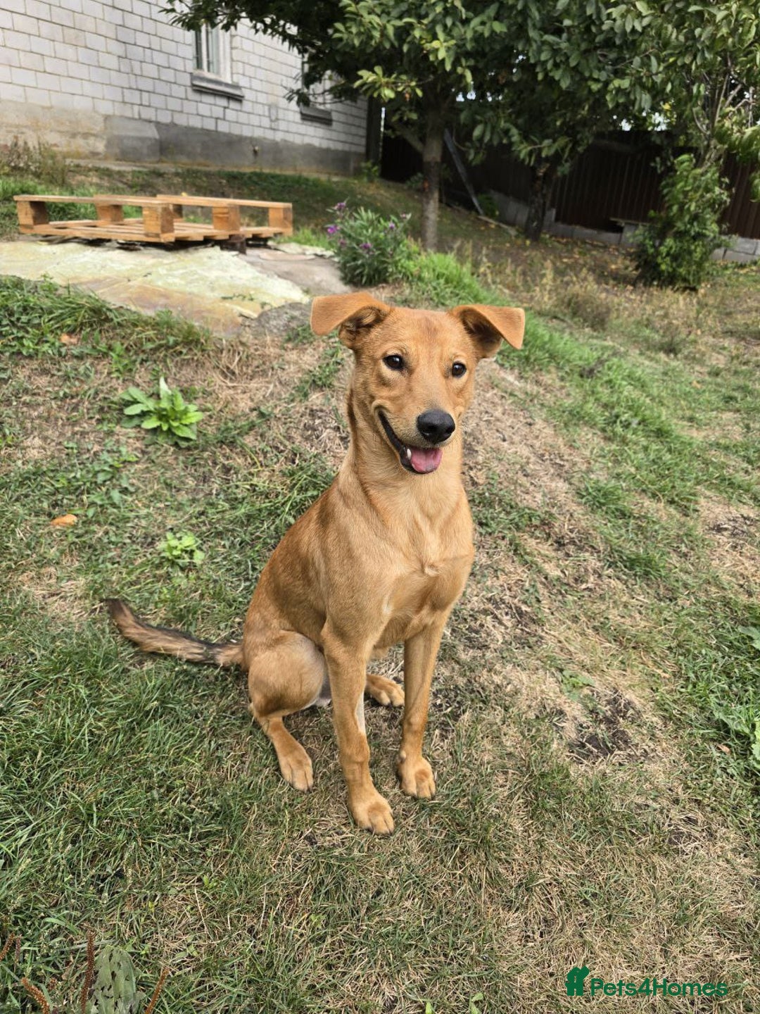 Mixed Breed dogs for adoption: 💙🐶 ARCHIE AND ARNY🐶💙 - Image 25