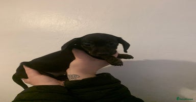 Miniature Dachshund dogs - Advert 4