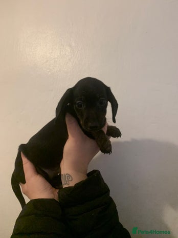 Miniature Dachshund dogs - Advert 14