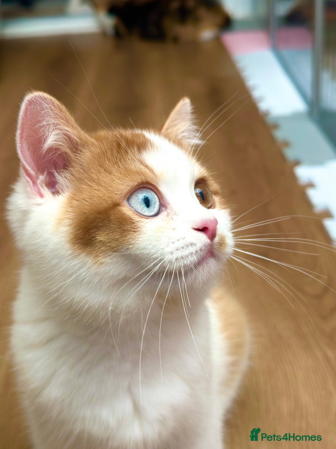 British Shorthair cats for sale: Pedigree Champion line BLH/BSH kittens 🩵🩷💙 - Image 8