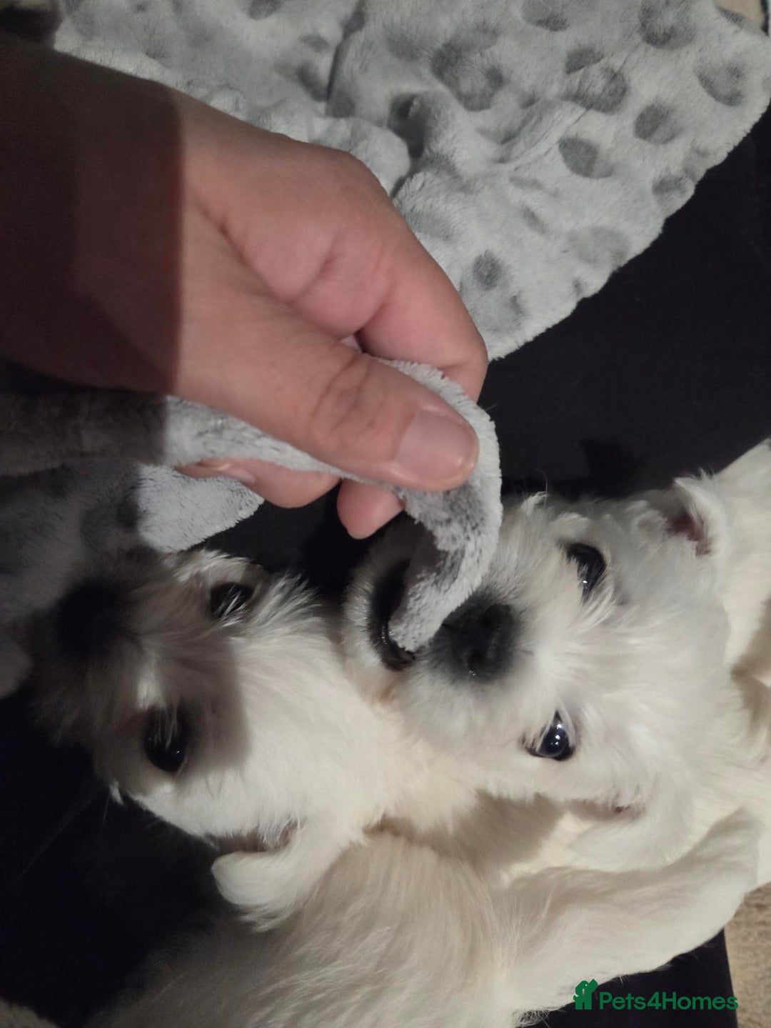 West Highland Terrier dogs for sale: Gorgeous pedigree westies, excellent bloodlines - Image 3