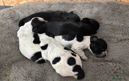 Cocker Spaniel dogs for sale: Beautiful KC reg cocker spaniel puppies  - Advert 2