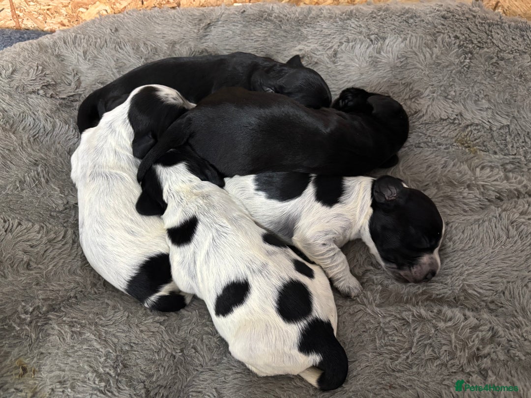 Cocker Spaniel dogs for sale: Beautiful KC reg cocker spaniel puppies  - Advert 2