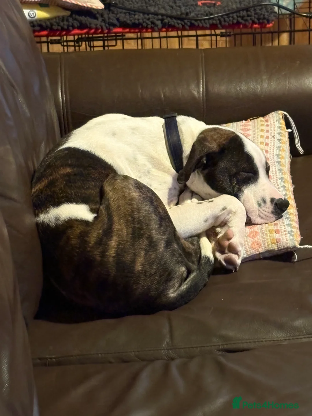 Mixed Breed dogs for sale: Cane Corso X Staffordshire bull terrier pup - Advert 4