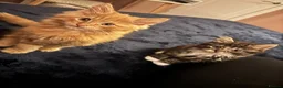 Mixed Breed cats for sale: 12 weeks old Two very fluffy cats for sale  in Rotherham - Advert 1