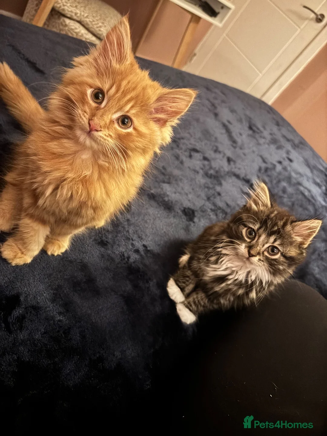 Mixed Breed cats for sale: 12 weeks old Two very fluffy cats for sale  in Rotherham - Advert 1
