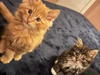 Mixed Breed cats 12 weeks old Two very fluffy cats for sale - Advert 1
