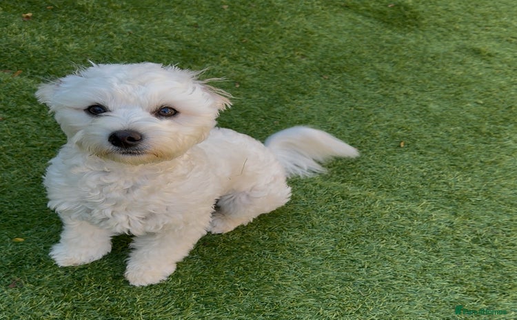 Maltese dogs - Advert 1