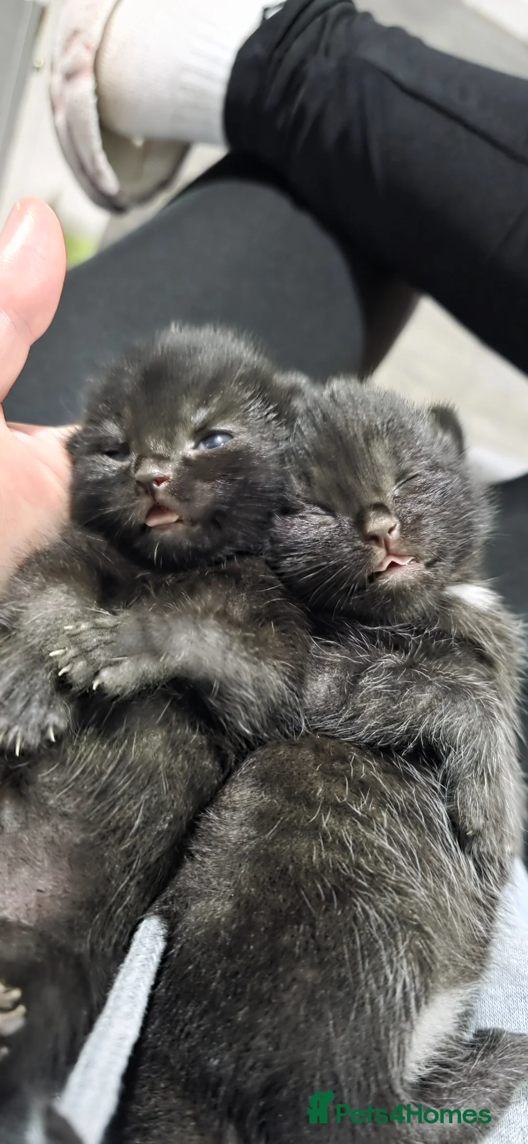 Mixed Breed cats for sale: 2 kittens - Advert 2