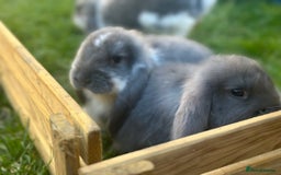 French Lop rabbits for sale: French lop babies - Image 10