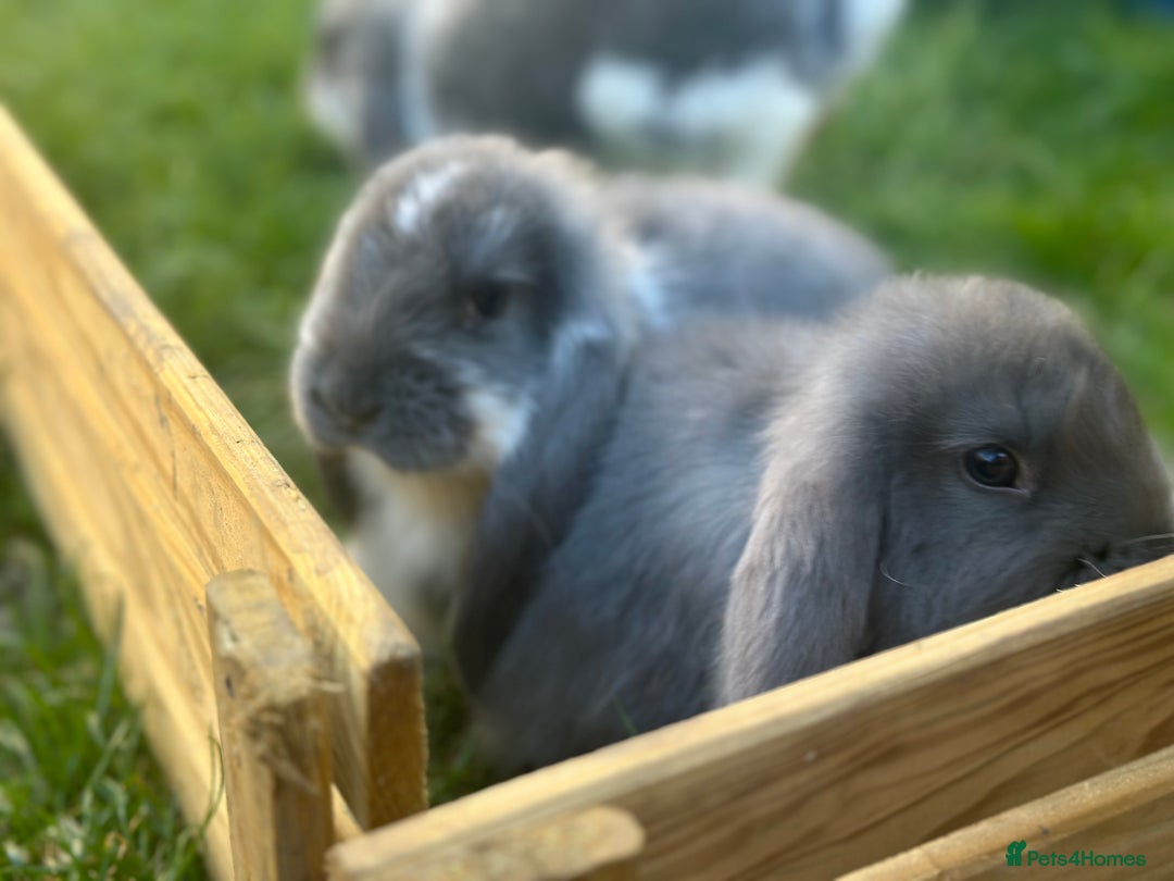 French Lop rabbits for sale: French lop babies - Image 10