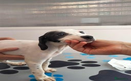 English Setter dogs for adoption: Roxy and Minty (Rina's Puppies) - Image 2