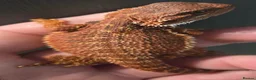 Bearded Dragon reptiles for sale: Red Monster blue bars and Hypos and Trans - Advert 8