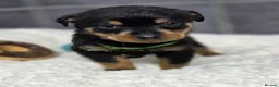 Rottweiler dogs for sale: Stunning Rottweiler pups - Advert 21
